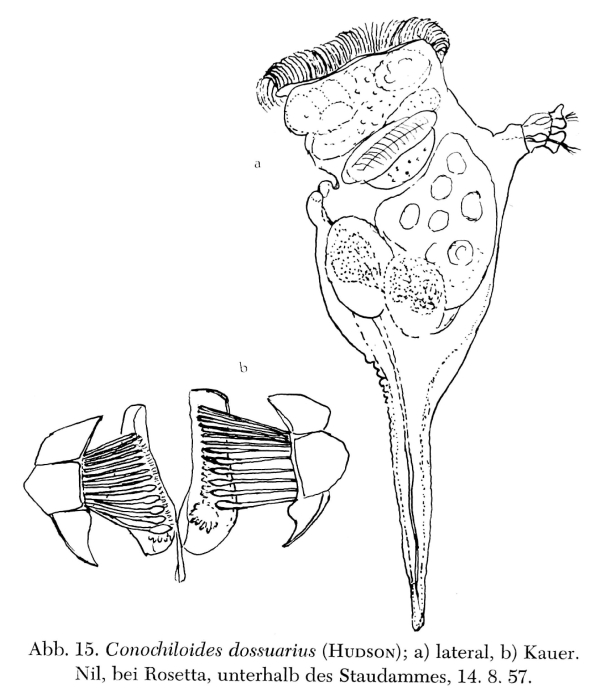 Conochilus dossuarius
