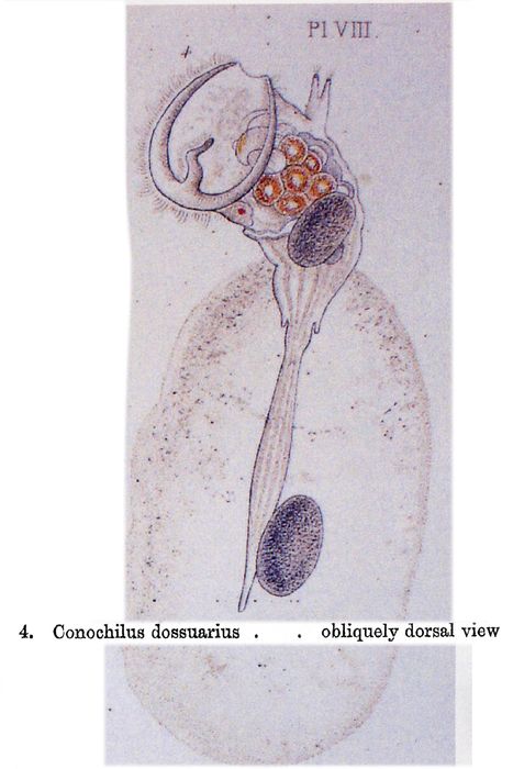 Conochilus dossuarius