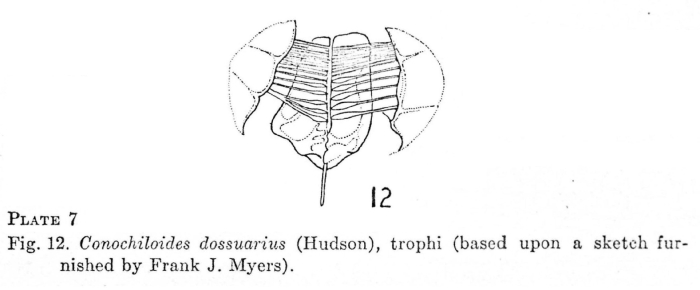 Conochilus dossuarius