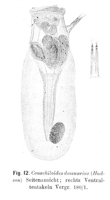 Conochilus dossuarius
