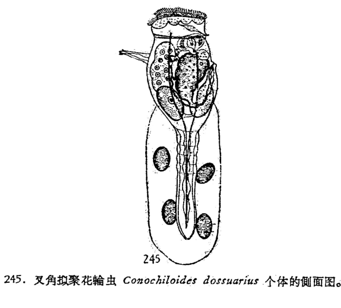 Conochilus dossuarius