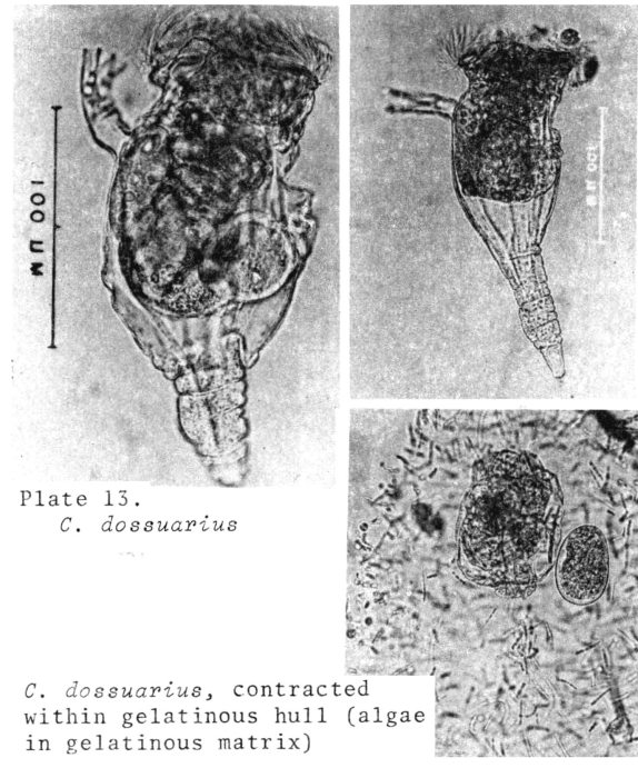 Conochilus dossuarius