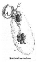Conochilus dossuarius