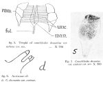 Conochilus dossuarius var. asetosus - Original description image