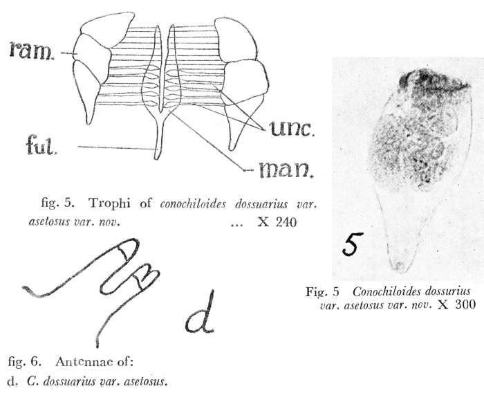 Conochilus dossuarius var. asetosus - Original description image
