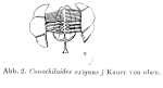 Conochilus exiguus