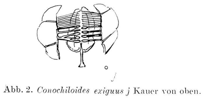 Conochilus exiguus