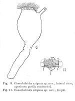Conochilus exiguus - Original description image