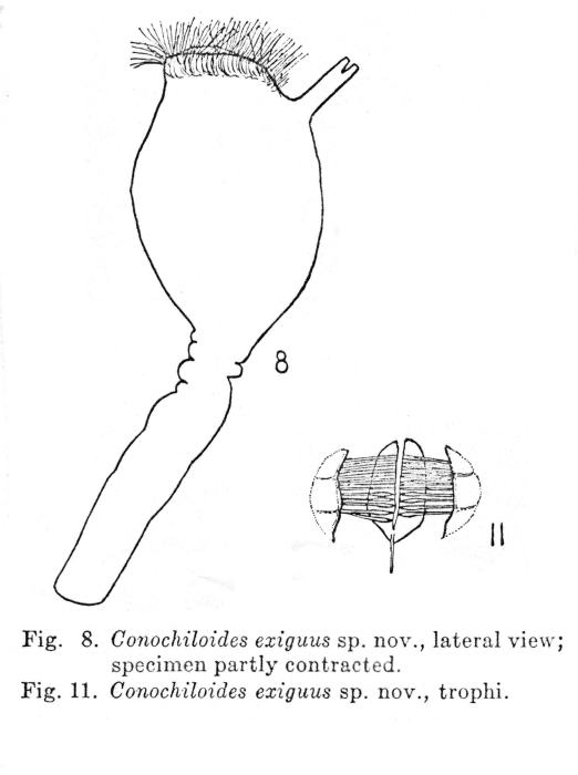 Conochilus exiguus - Original description image