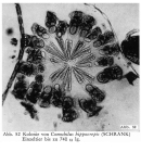 Conochilus hippocrepis