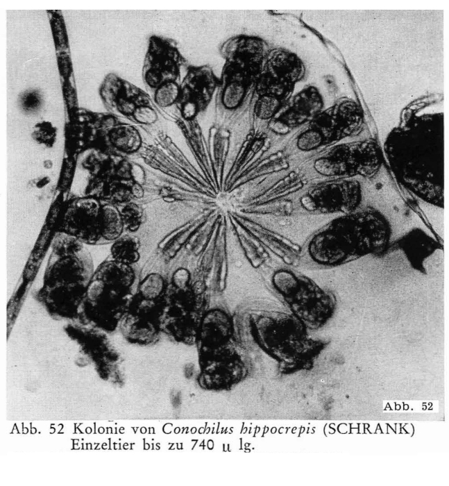 Conochilus hippocrepis