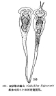 Conochilus hippocrepis