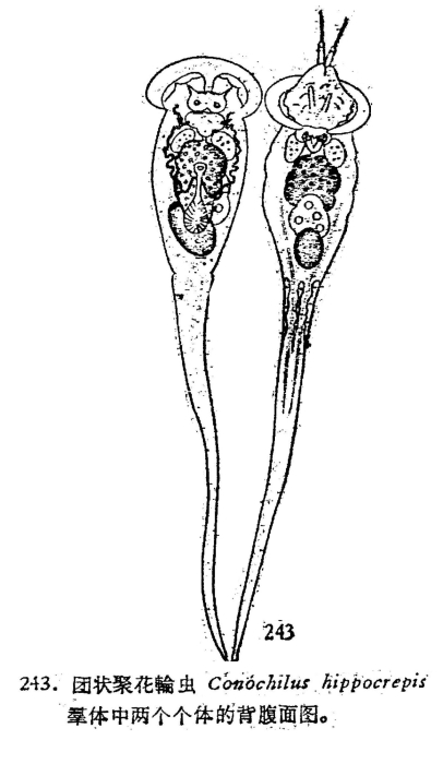 Conochilus hippocrepis Conochilus hippocrepis