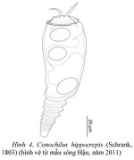 Conochilus hippocrepis