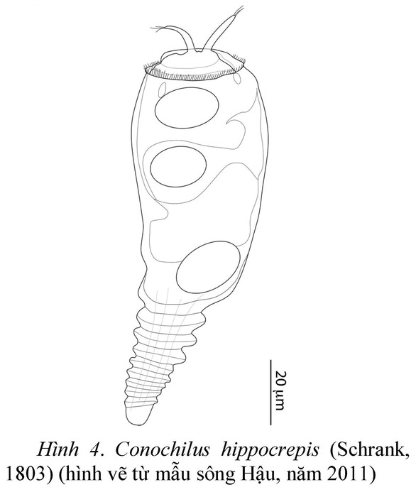 Conochilus hippocrepis