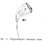 Conochilus hippocrepis