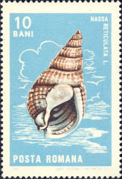 Nassa reticulata Nassa reticulata