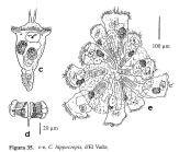 Conochilus hippocrepis