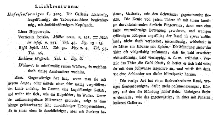 Conochilus hippocrepis - Original description image