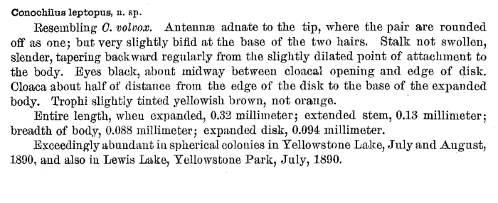 Conochilus leptopus - Original description image