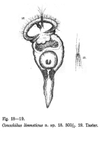 Conochilus limneticus - Original description image