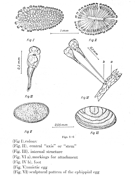Conochilus madurai - Original description image