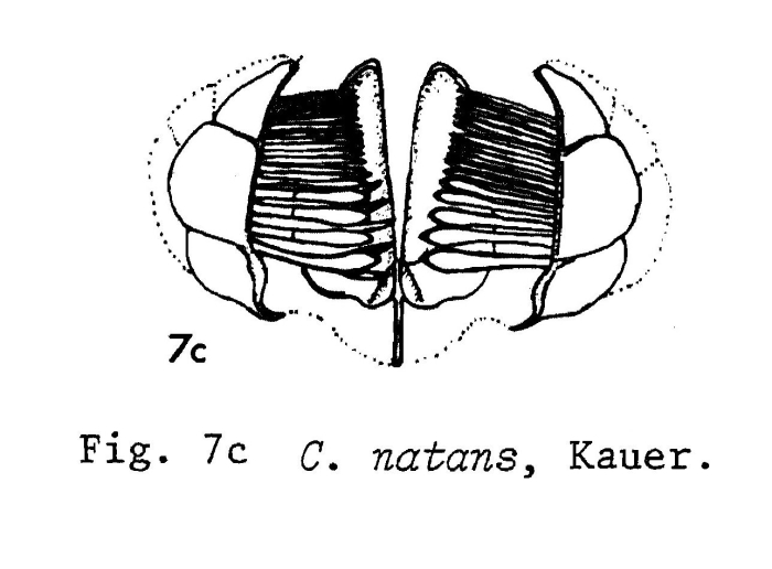 Conochilus natans