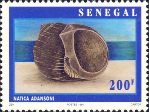 Natica adansoni Natica adansoni