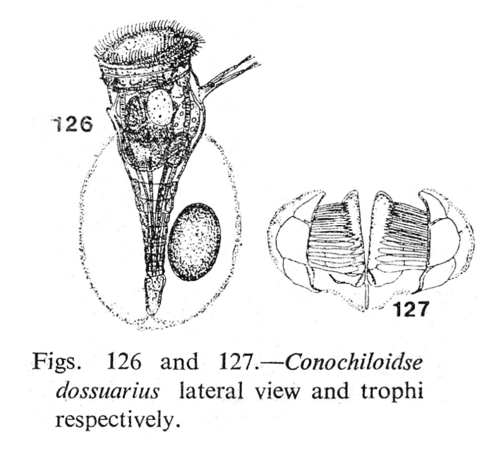 Conochilus natans