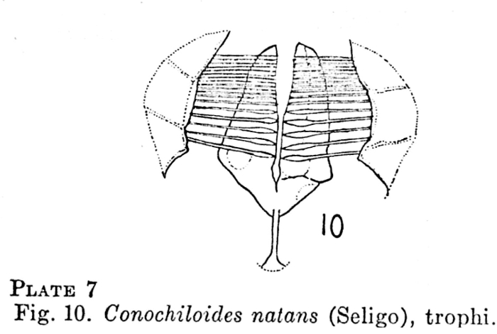 Conochilus natans
