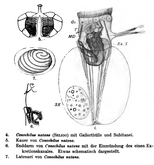 Conochilus natans