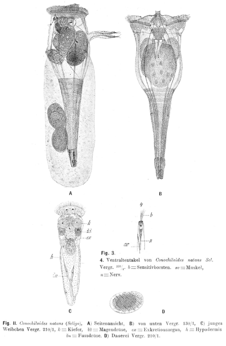 Conochilus natans