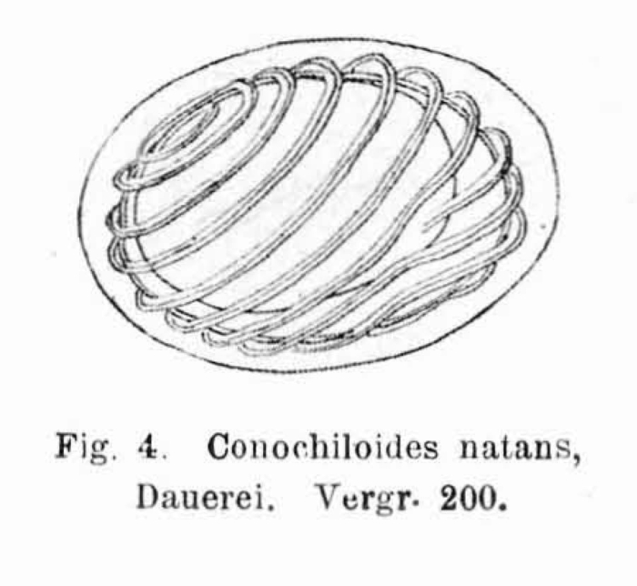 Conochilus natans