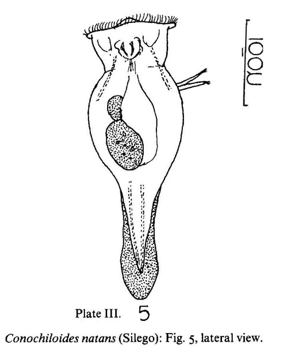 Conochilus natans