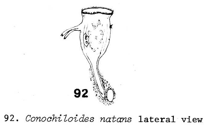 Conochilus natans