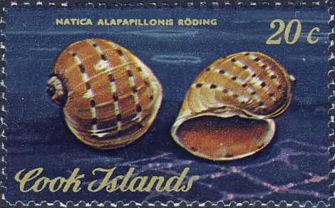 Natica alapapilionis Natica alapapilionis