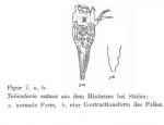 Conochilus natans