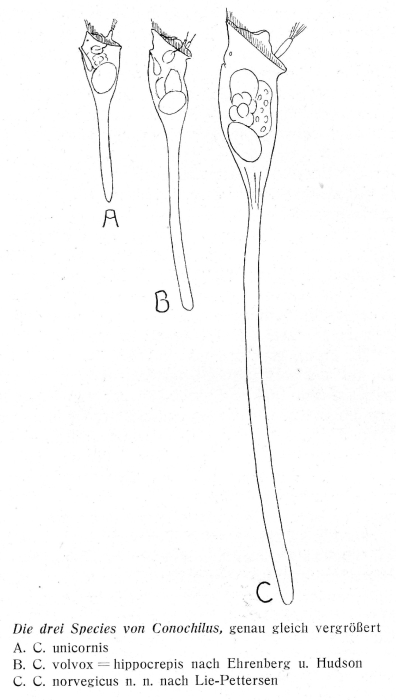 Conochilus norvegicus - Original description image