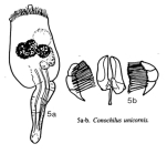 Conochilus unicornis
