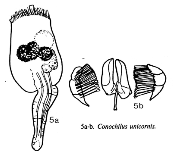 Conochilus unicornis Conochilus unicornis