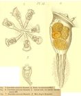 Conochilus unicornis