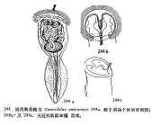 Conochilus unicornis