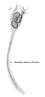 Conochilus unicornis