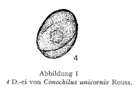 Conochilus unicornis