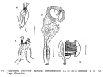 Conochilus unicornis