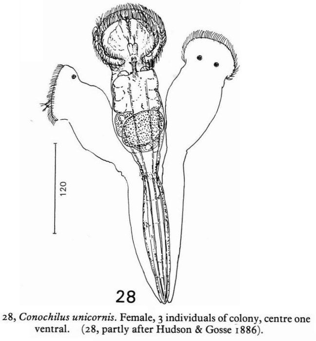 Conochilus unicornis Conochilus unicornis