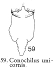 Conochilus unicornis