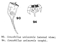 Conochilus unicornis