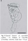 Conochilus unicornis