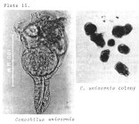 Conochilus unicornis
